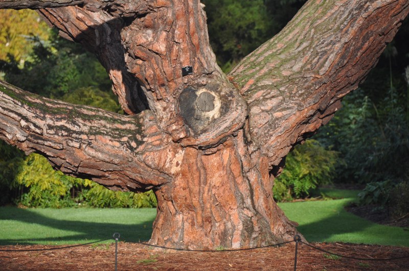 Kew - tree bark view