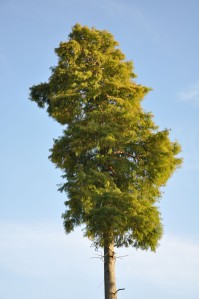 Tree Top - Kew