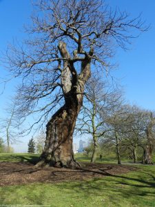 London Runs and Photo Routes - Old Oak Tree - Greenwich Park